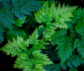 green leaves background