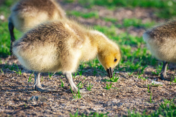 Obraz premium Duck, Duck, Goose - canada gosling