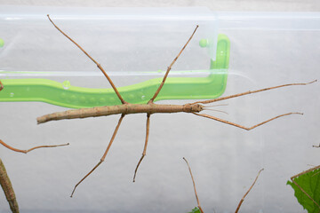 Stick insect