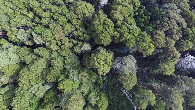 Aerial top view of the green forest in Patagonia. Beautiful trees foliage texture and pattern. 