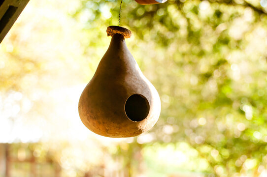 Hanging porongo birdhouse on the balcony
