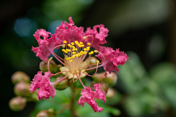 flower of the crape myrtle are in bloom in Japan. - obrazy, fototapety, plakaty
