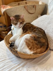 2 years old Ms. Macaron curled up in a basket bowl, Japanese home tabby year 2022 summer