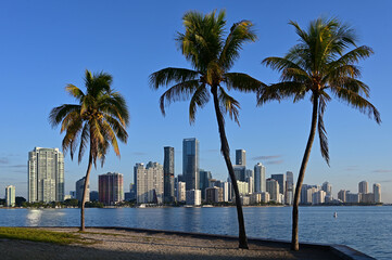 Obraz na płótnie Canvas City of Miami, Florida skyline with coconut palms in foreground in early morning light on clear sunny day.