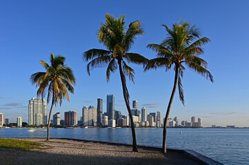 City of Miami, Florida skyline with coconut palms in foreground in early morning light on clear sunny day.