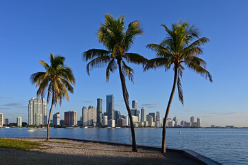 City of Miami, Florida skyline with coconut palms in foreground in early morning light on clear...