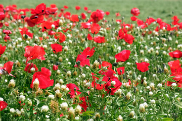 Field sown with poppies and clover