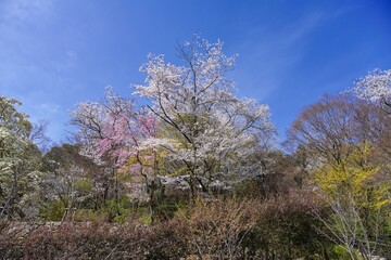 Obraz na płótnie Canvas 青空バックに見上げる満開のカラフルな花々の情景＠奈良