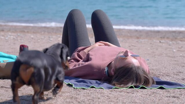 Woman lies on the beach and basks in the sun. Dachshund dog runs up to the owner and asks to play. Pleasant pastime and walking with a pet