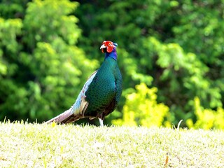 日本の国鳥　キジ