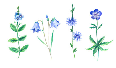 Detailed realistic watercolor botanical illustration with common wild blue flowers isolated on white background. Clip art of wild flowers.