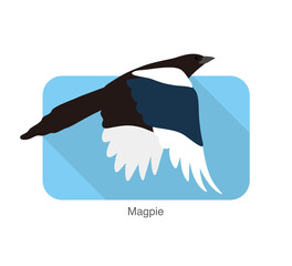 Magpie bird flying, vector illustration