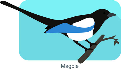 Magpie bird standing on a branch, vector illustration