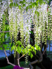 Illuminated white Japanese wisteria (Ashikaga, Tochigi, Japan)