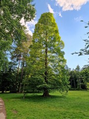 trees in the park