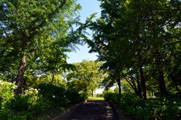 A sunny day in early summer, Hydrangea blooming park.