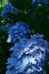 A sunny day in early summer, Blue hydrangea close-up.