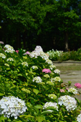 A sunny day in early summer, A landscape of blooming hydrangea.