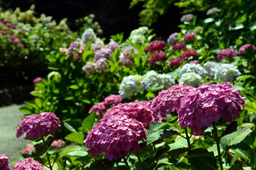A sunny day in early summer, Hydrangea group shot.