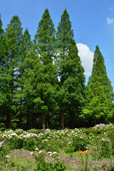 A sunny day in early summer, A landscape of blooming hydrangea.