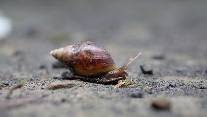 Small brown snail on the ground. Selective focus