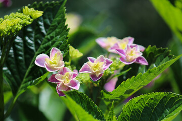 White bordered pink purple “Ajisai (Hydrangea)” blooming flower head, closeup macro photograph.