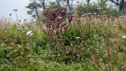 Wildflowers on the edge of a grove of beech trees in Ushuaia, Argentina, in foggy conditions