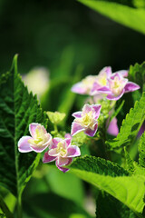 White bordered pink “Ajisai (Hydrangea)” blooming flower head, closeup macro photograph.