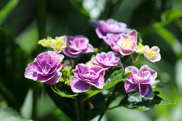 White bordered purple “Ajisai (Hydrangea)” blooming flower head, closeup macro photograph.