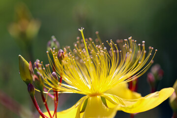 Close up macro photo of "Hypericum monogynum (Biyo yanagi) yellow flower head.