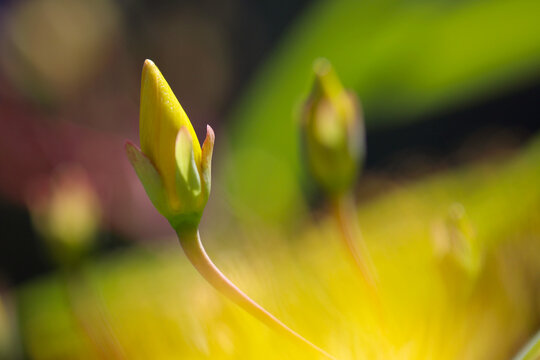 Close up macro photo of "Hypericum monogynum (Biyo yanagi) yellow blossom.