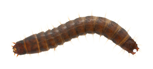 Top view of a click beetle, Harminius undulatus larva isolated on white background