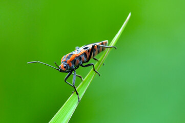 Dysdercus cingulatus on green leaf