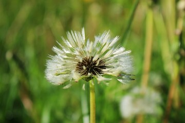 dandelion