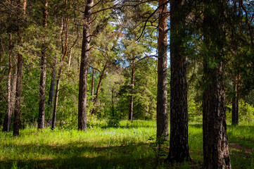 Morning forest in Samarskaya Luka National Park on a May morning!