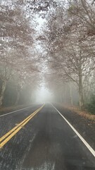 road in fog