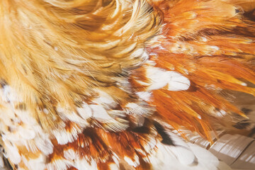 Feathers texture , beautiful animal skin patterns for nature background