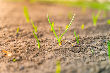 Evening garden bed with growing young green onions close-up. Dawn and sunset lighting