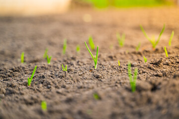 The first young sprouts of green onions in the garden bed close-up in the morning. sunset lighting