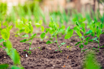 Beautiful green plants of growing peas in the garden bed, young sprouts in spring. Close-up