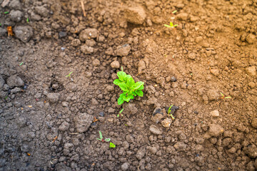 Young green potato leaves close-up on a garden bed, top view