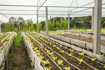 Green oak vegetable plots use a drip system along a hose. It is an applied and integrated vegetable growing in agricultural greenhouses.