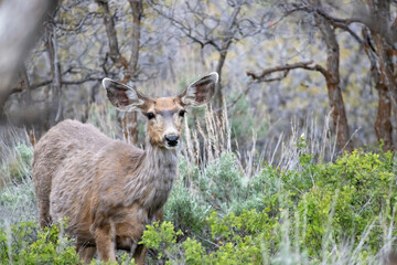 Naklejka na ściany i meble A female doe mule deer stands in the forest at Black Canyon of the Gunnison National Park in Colorado