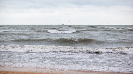 Huge waves raging in the sea and seagulls in the spray of waves. Storm at sea. Birds fly over the waves. Nature, environment, rough weather, danger