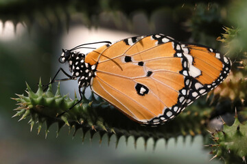 Butterfly clings to branch next to chrysalis. Monarch butterfly waits for imminent emerging of another new butterfly. 