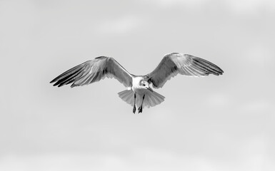 Obraz premium Bird Flying Seagull Wings Spread Black And White