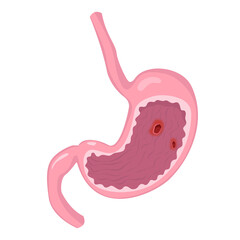 Human anatomy illustration for atlas, textbook or study material. Healthy stomach in cartoon style.