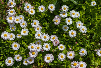 Many white daisies are blooming on the lawn
