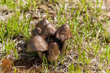 May mushrooms have grown on the lawn
