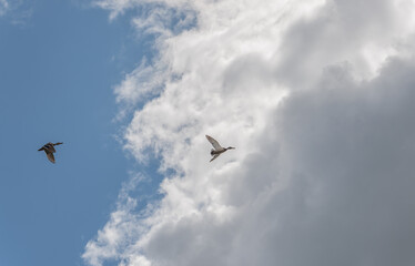 Two ducks fly in the sky with clouds